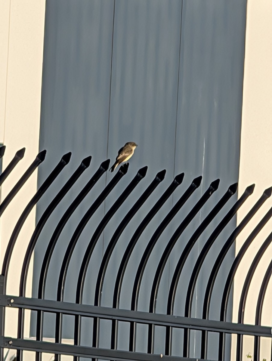 Eastern Phoebe - ML641273940