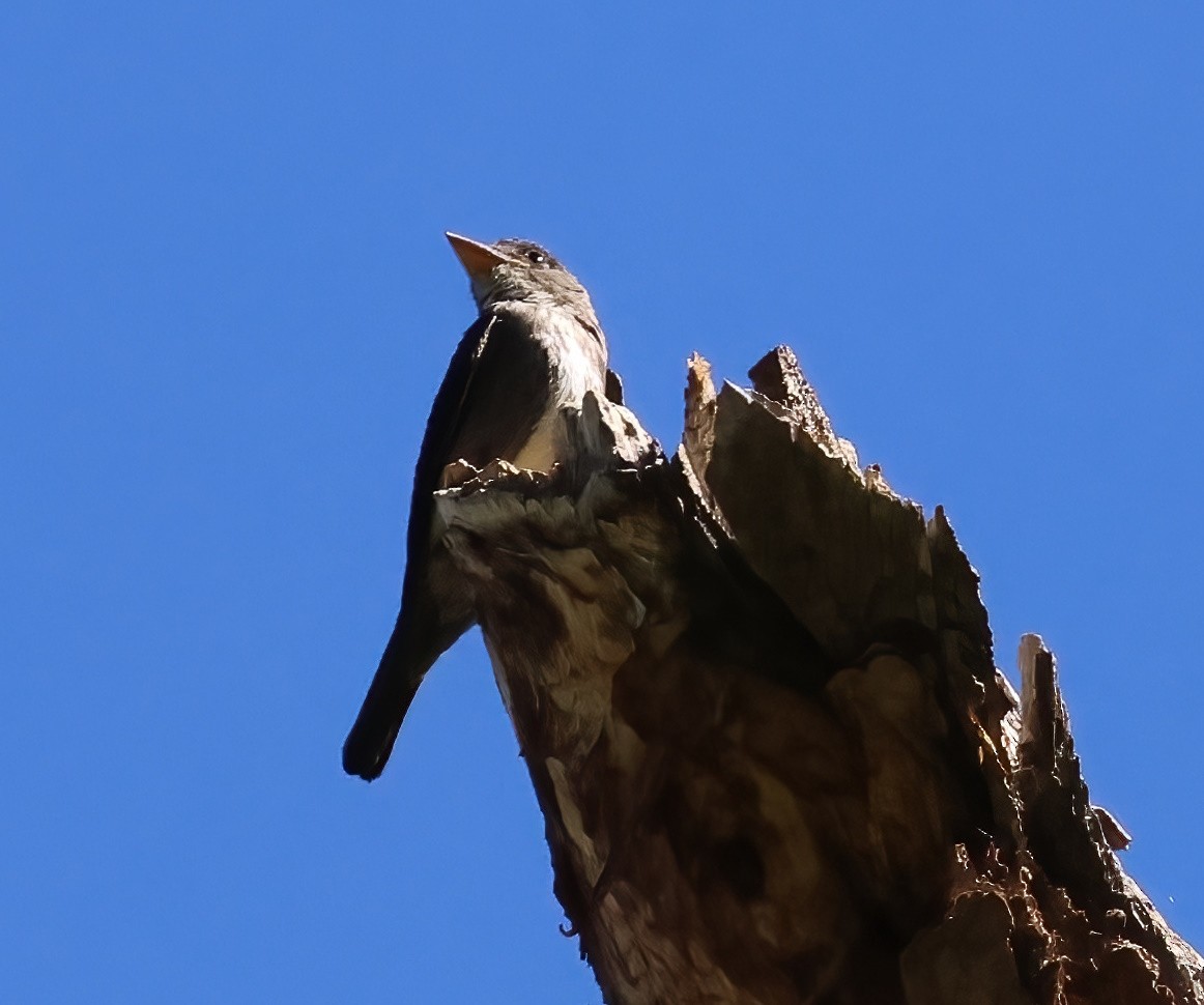 Olive-sided Flycatcher - ML641273941