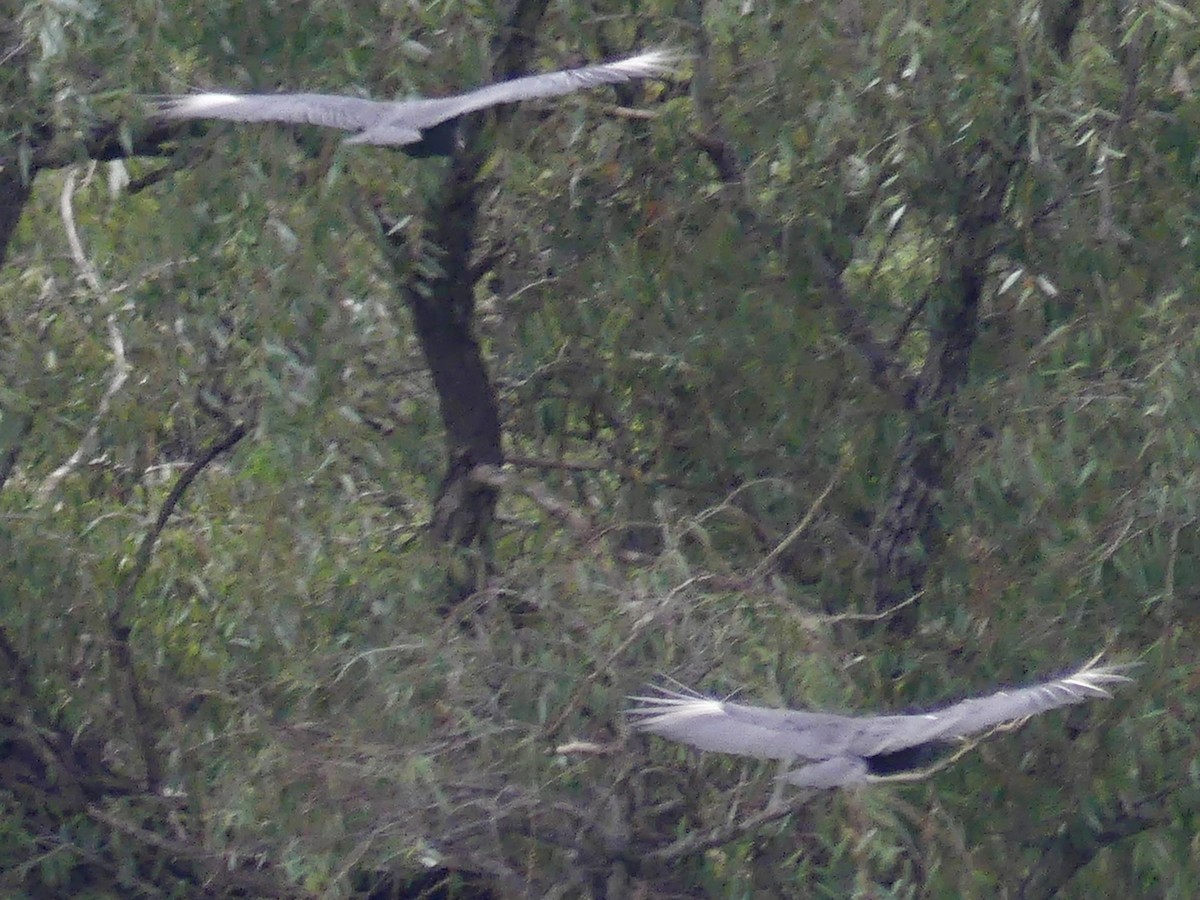 Black Vulture - ML641273942