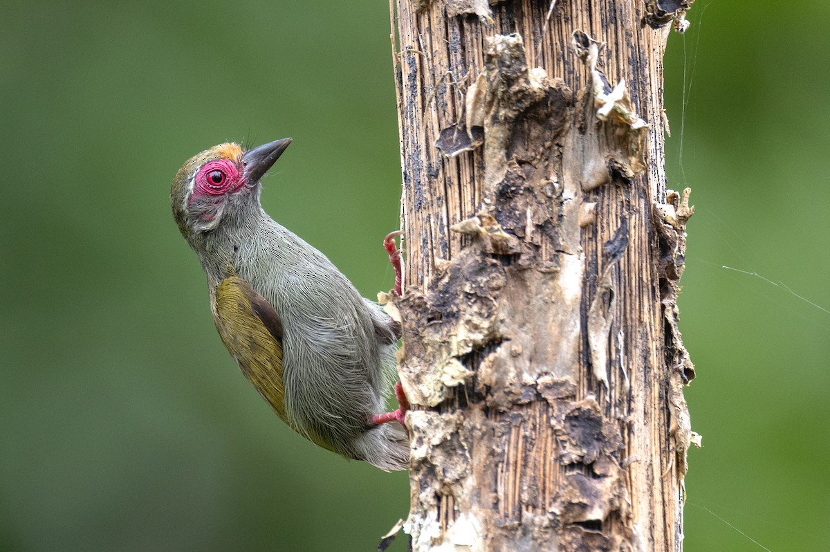 African Piculet - ML641273964