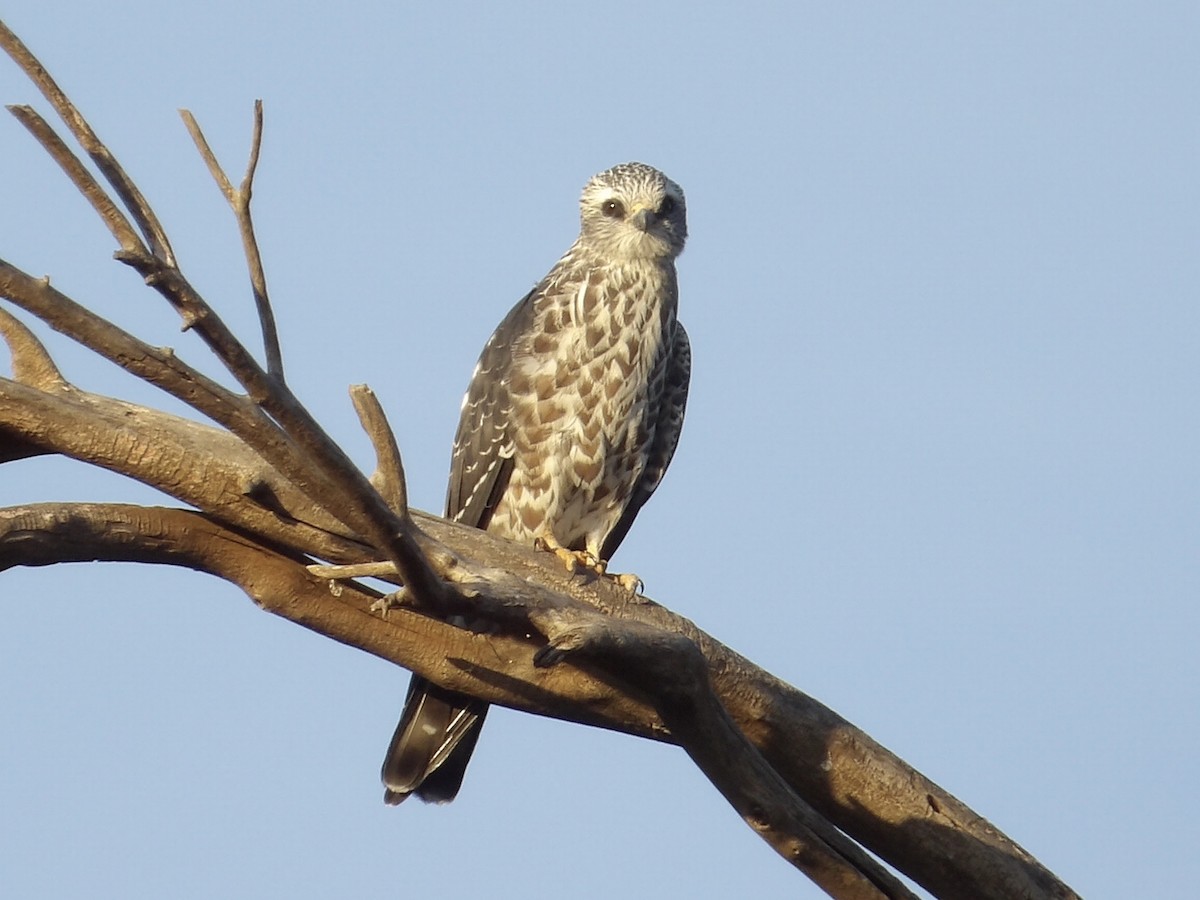Mississippi Kite - ML641273990