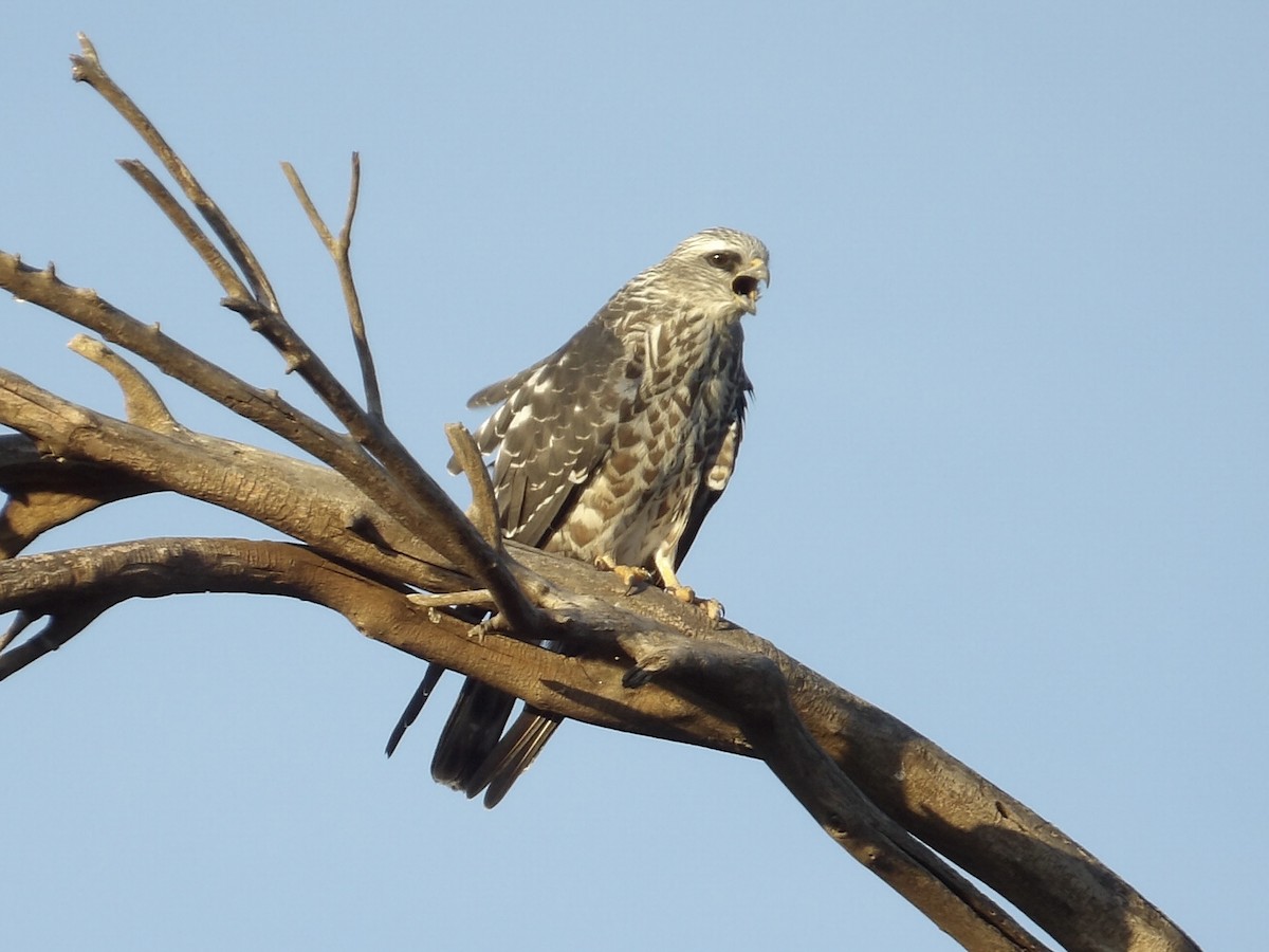 Mississippi Kite - ML641273991