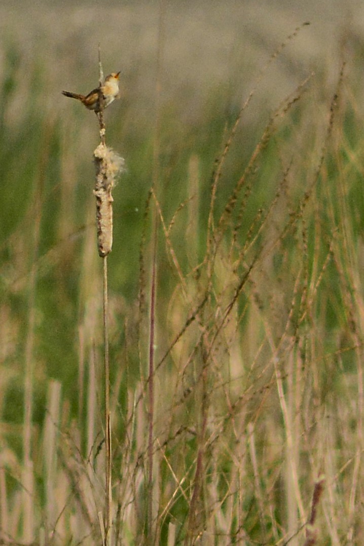 Sedge Wren - ML641274017