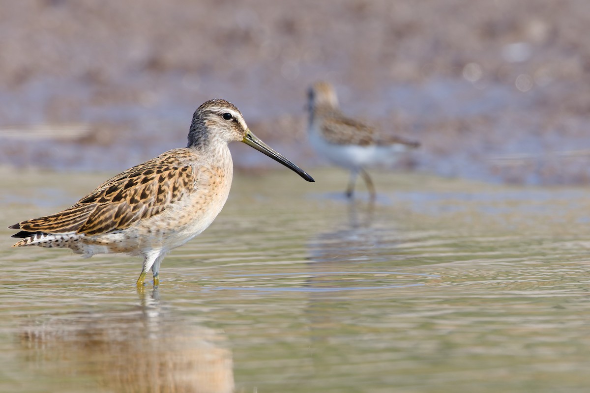 Short-billed Dowitcher - ML641274025