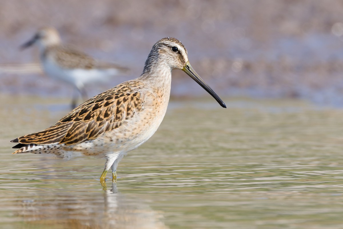 Short-billed Dowitcher - ML641274026