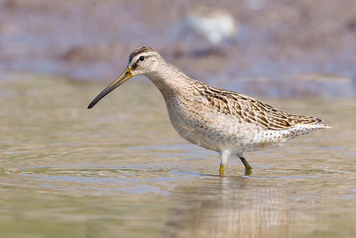 Short-billed Dowitcher - ML641274028
