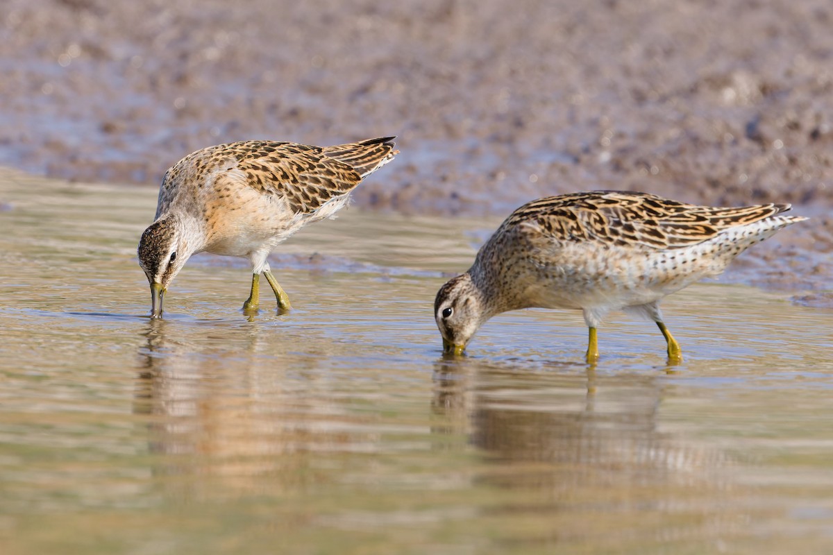 Short-billed Dowitcher - ML641274030