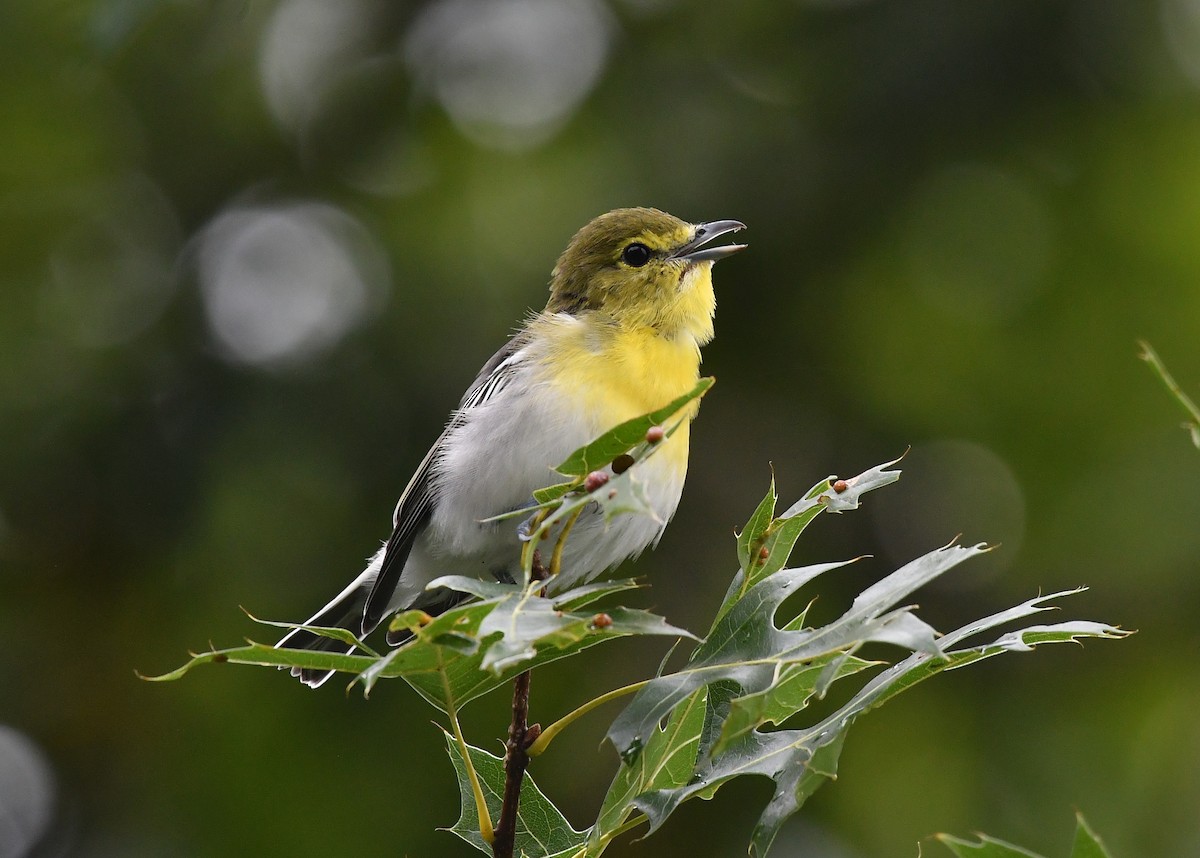 Yellow-throated Vireo - ML641274045