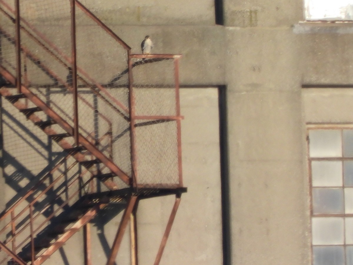 Belatz handia - ML641274046