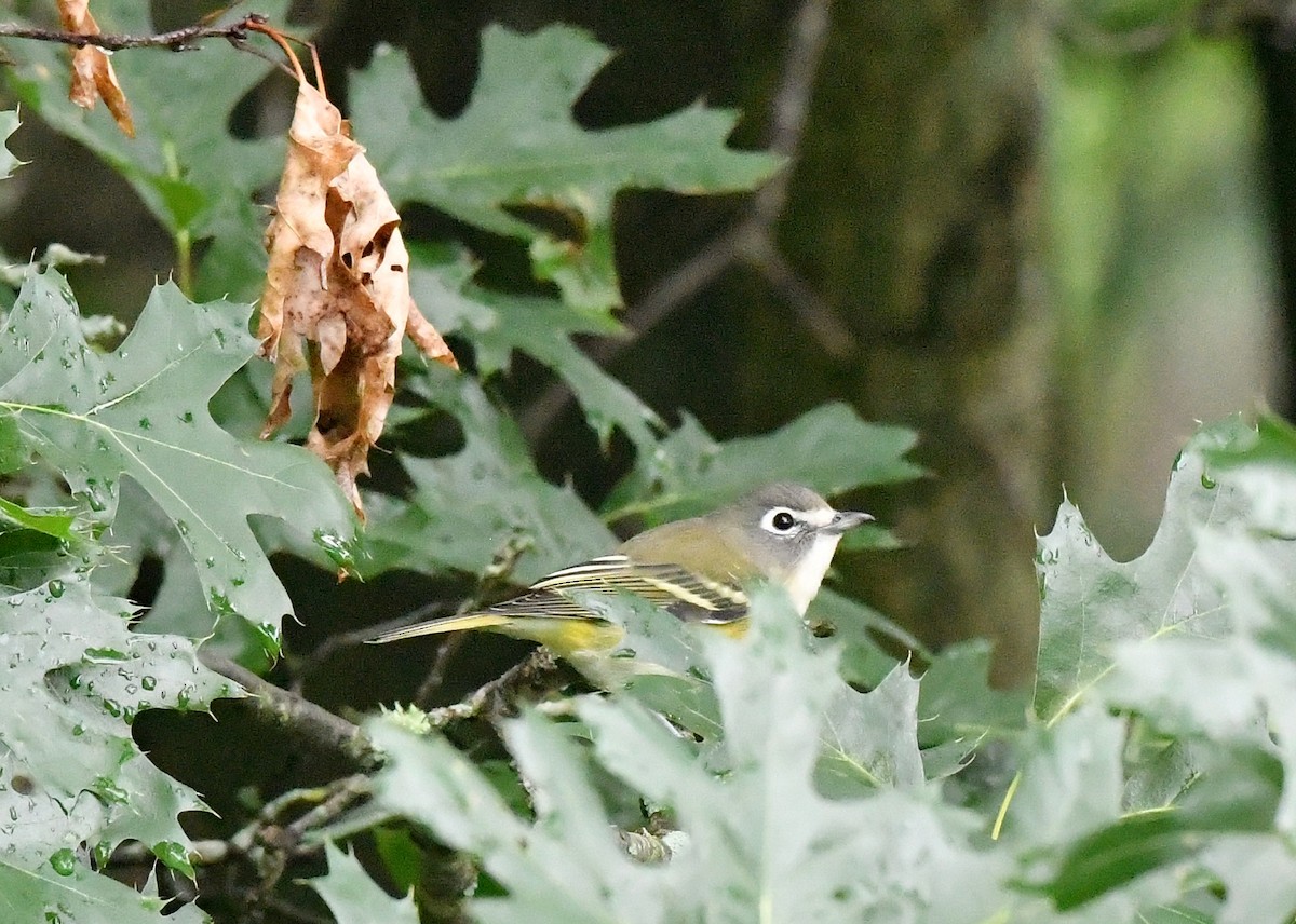 Blue-headed Vireo - ML641274052