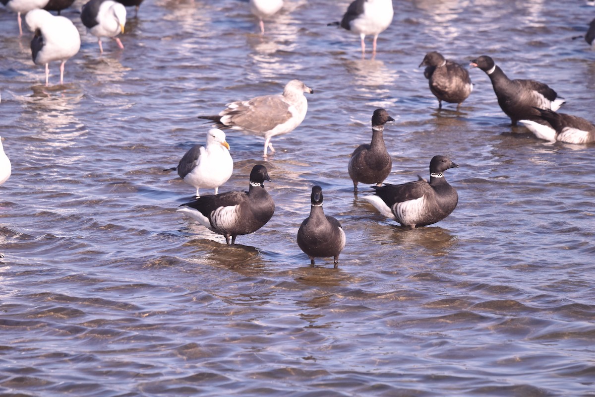 Brant - ML641274069