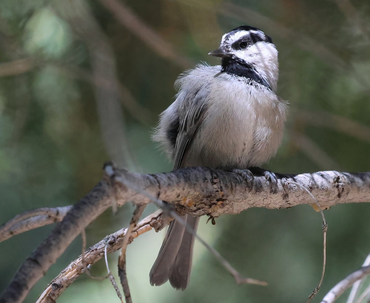 Mésange de Gambel - ML641274087