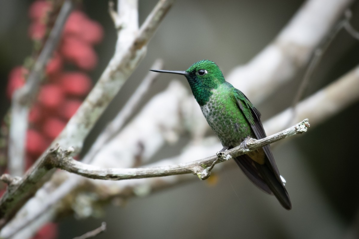 Rufous-vented Whitetip - ML641274100