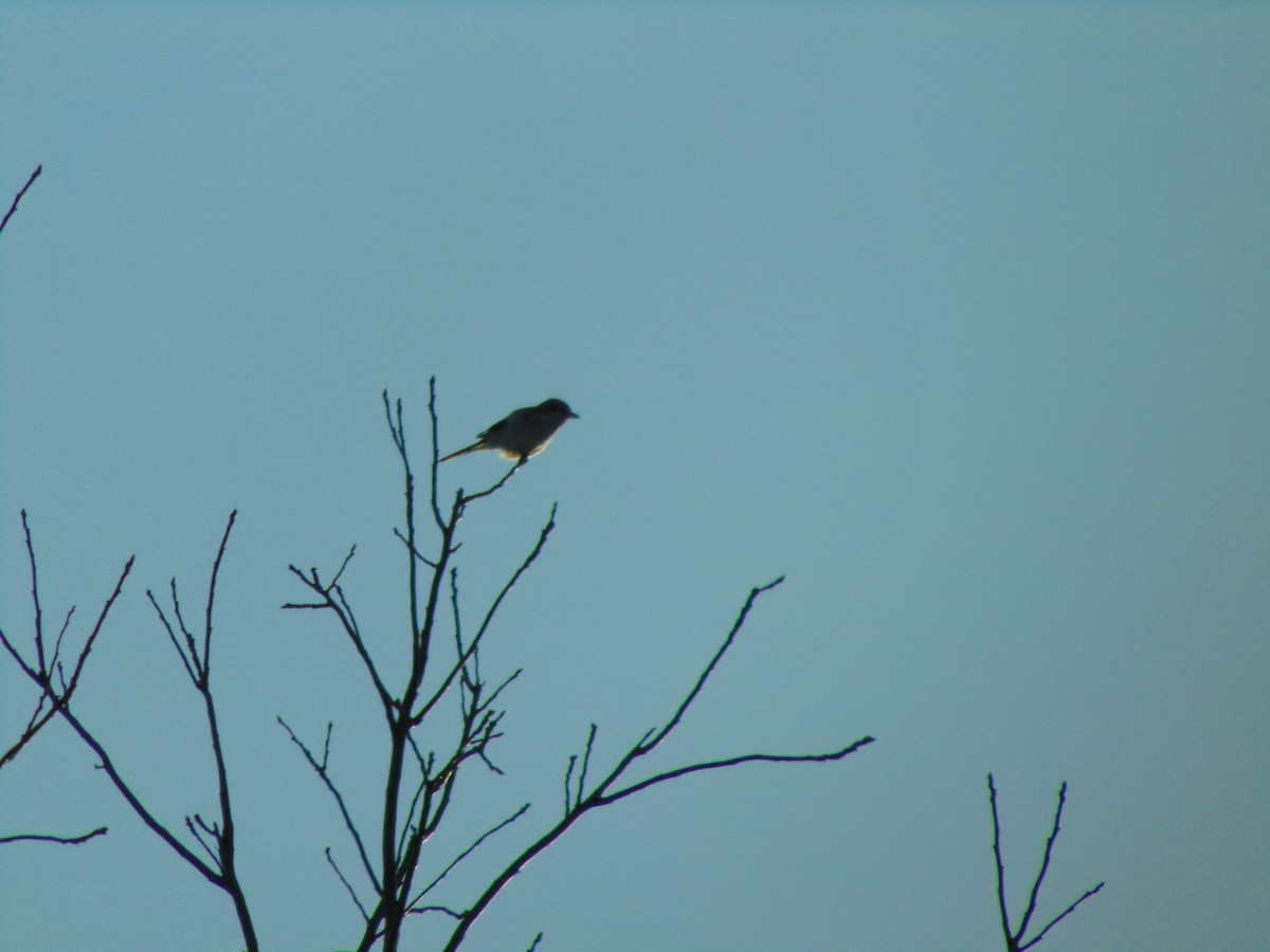 borealvarsler - ML641274104