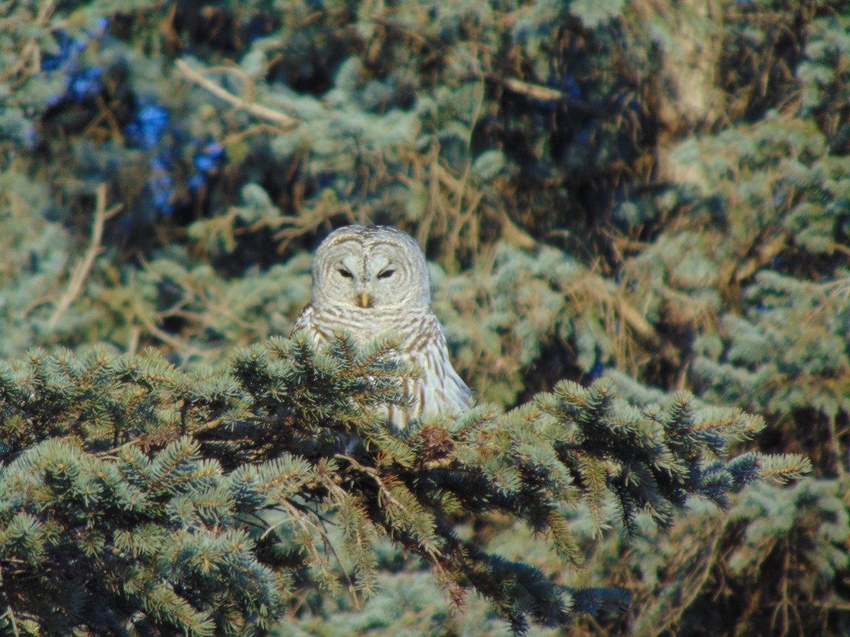 Barred Owl - ML641274127