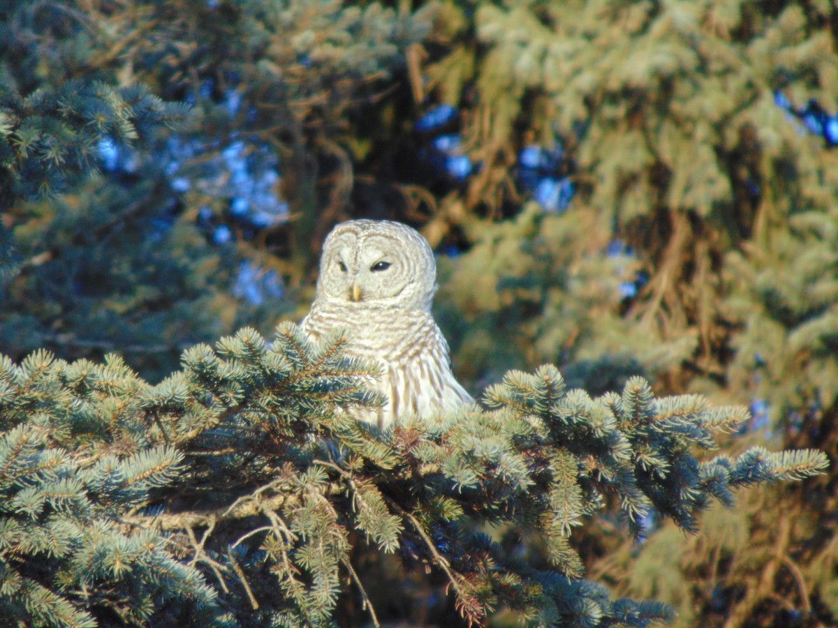 Barred Owl - ML641274128
