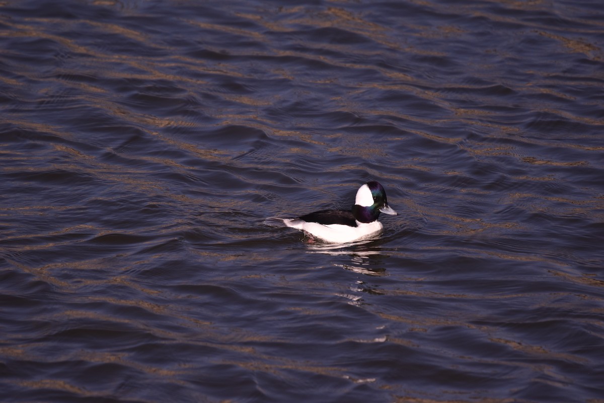 Bufflehead - ML641274137