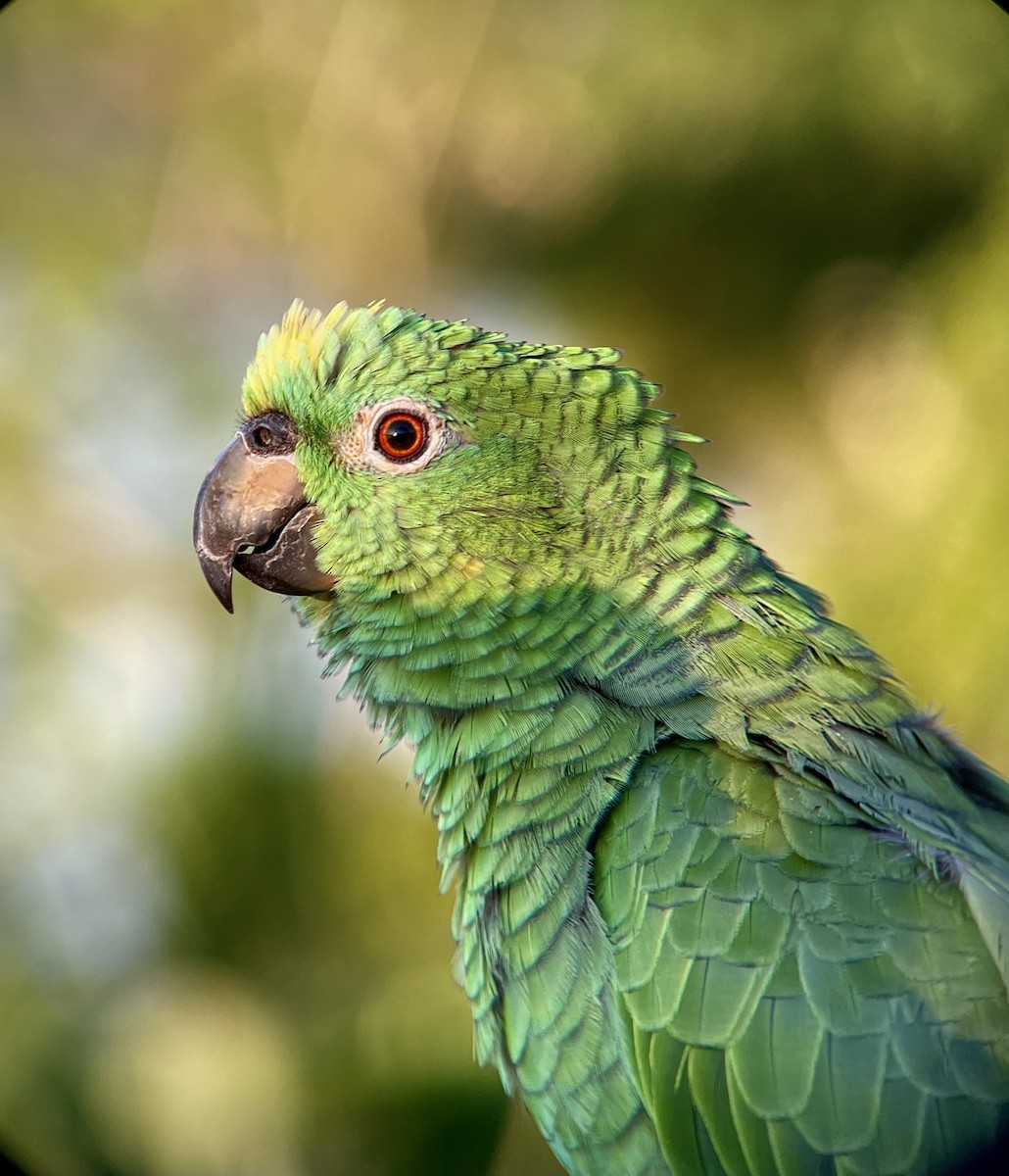 Yellow-crowned Amazon - ML641274147