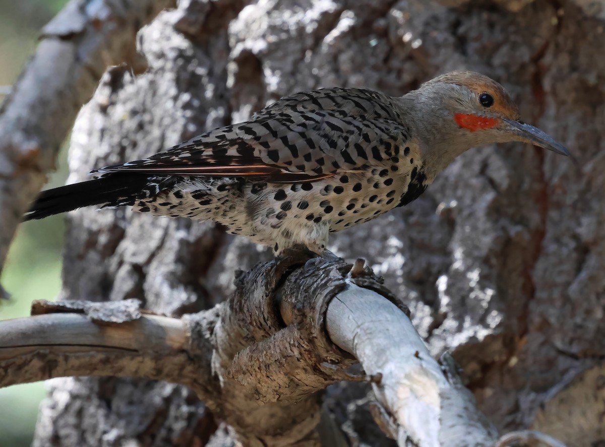 Altın Ağaçkakan - ML641274161