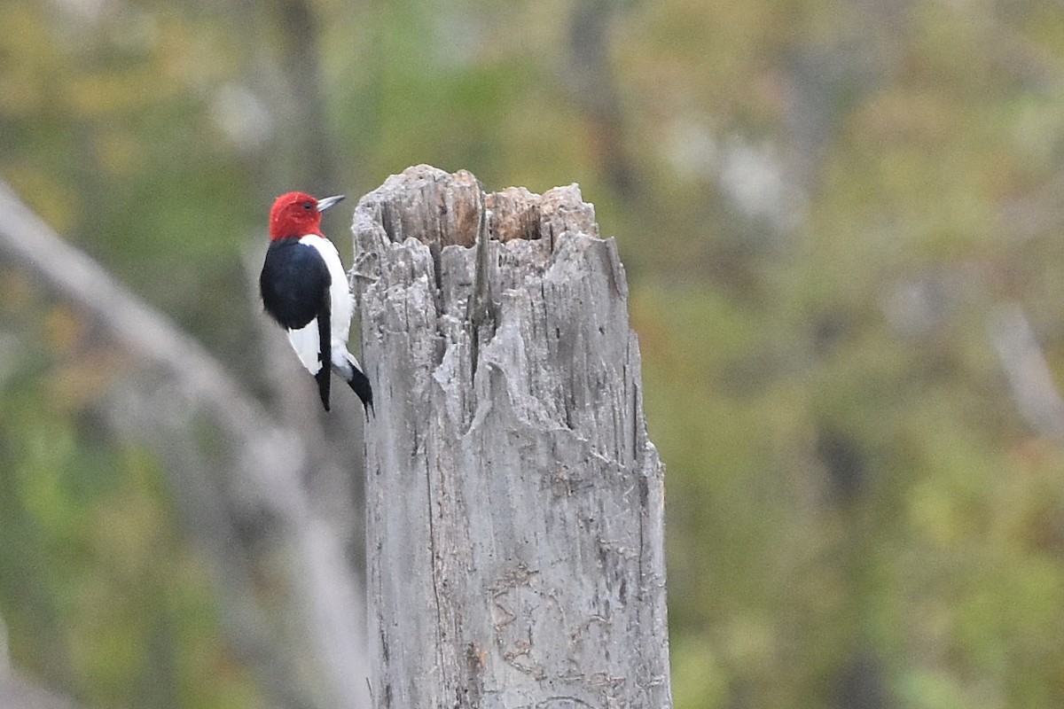 Red-headed Woodpecker - ML641274171