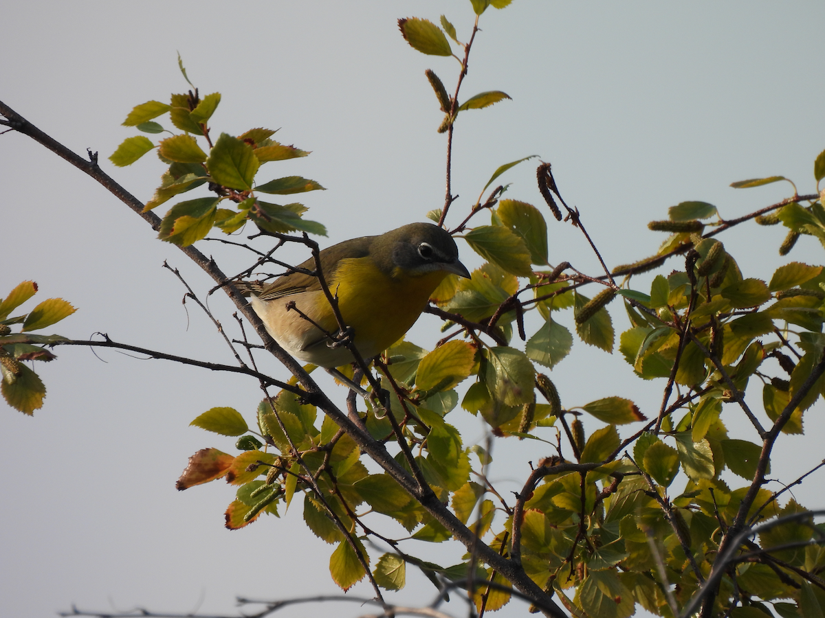 Yellow-breasted Chat - ML641274172