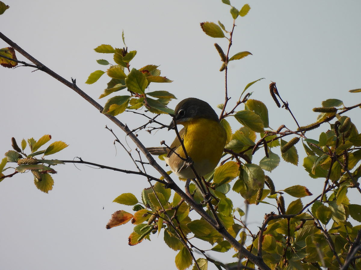 Yellow-breasted Chat - ML641274173