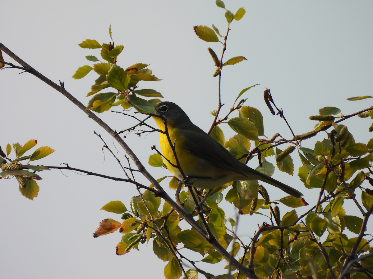 Yellow-breasted Chat - ML641274174