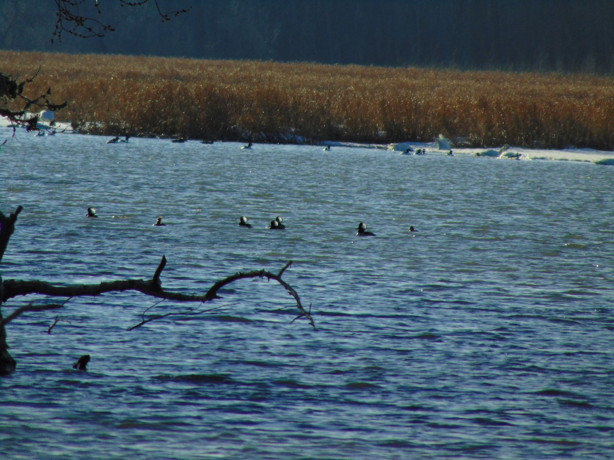 Hooded Merganser - ML641274176