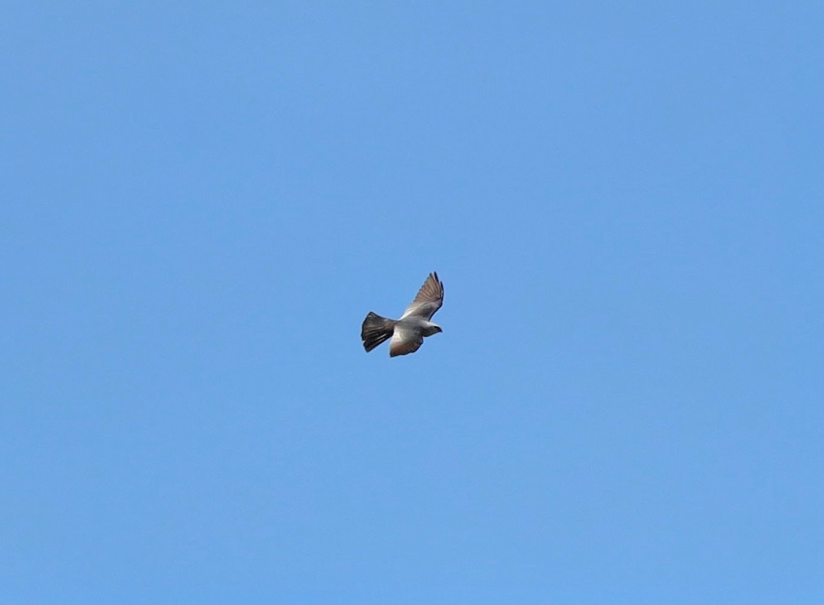 Mississippi Kite - ML641274177