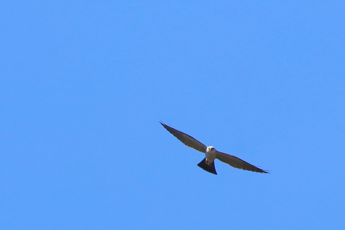 Mississippi Kite - ML641274178