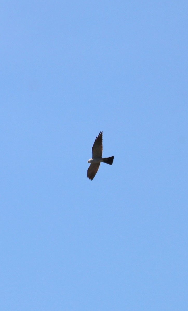 Mississippi Kite - ML641274179