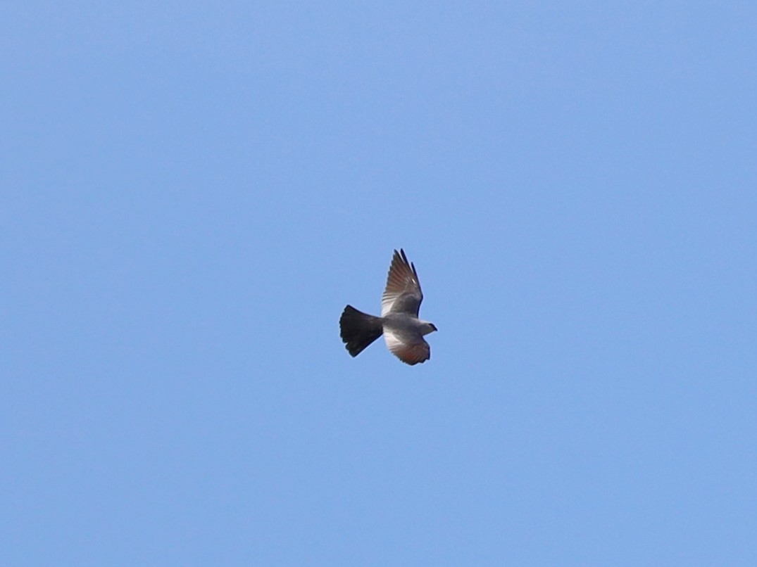 Mississippi Kite - ML641274180