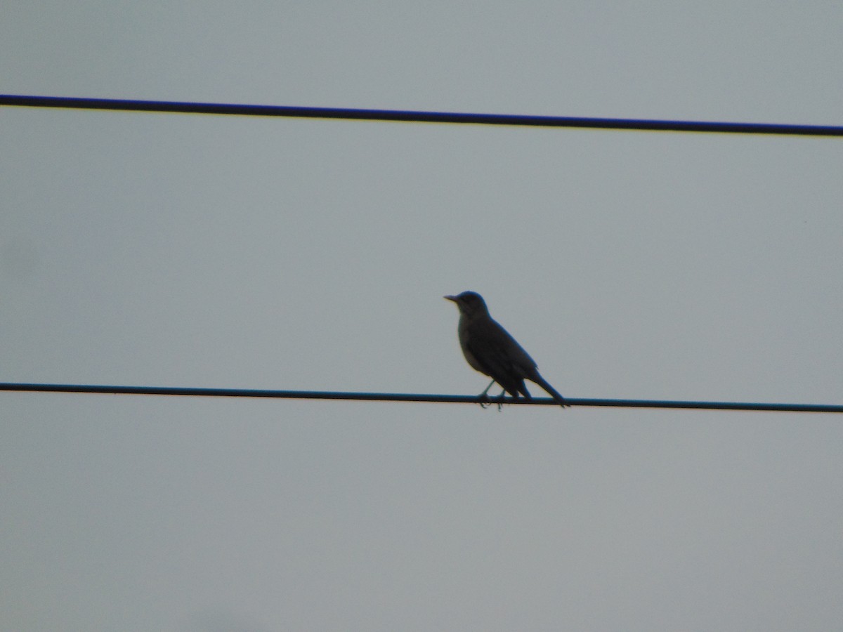 Austral Thrush - ML641274182