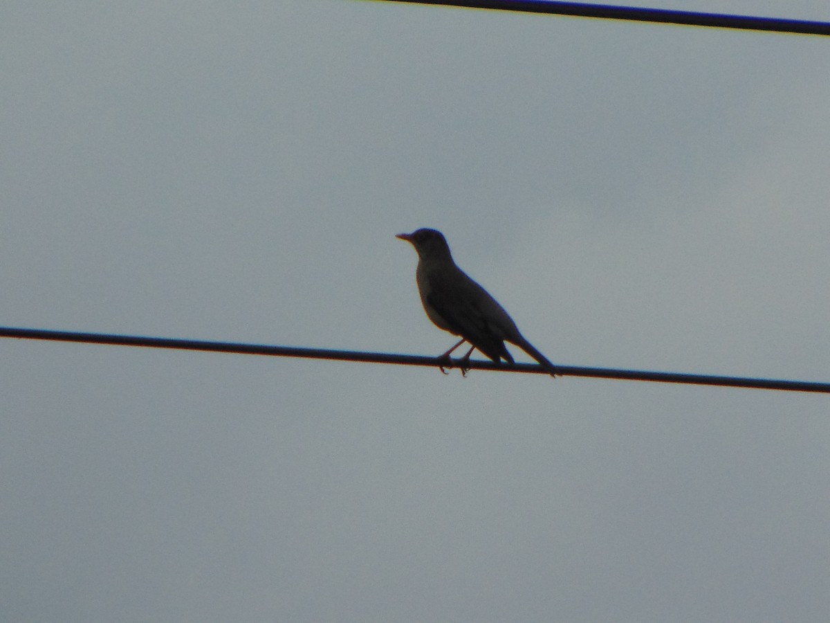 Austral Thrush - ML641274188