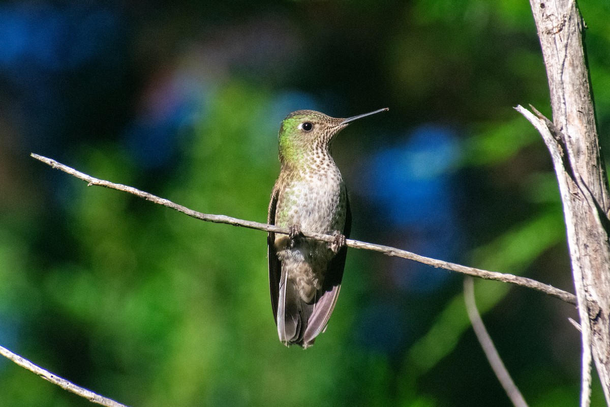 Green-backed Firecrown - ML641274189