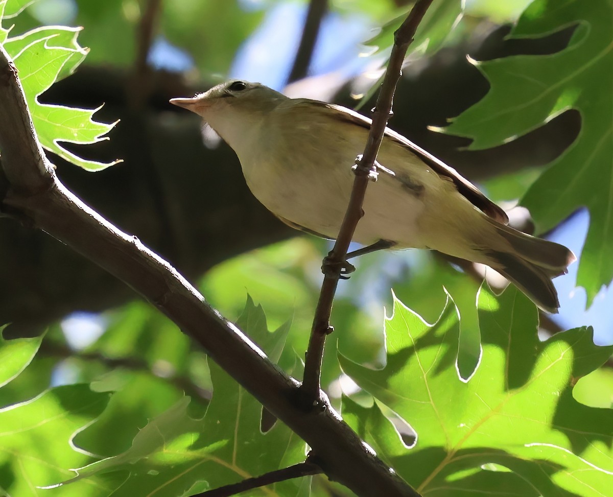 Warbling Vireo - ML641274190