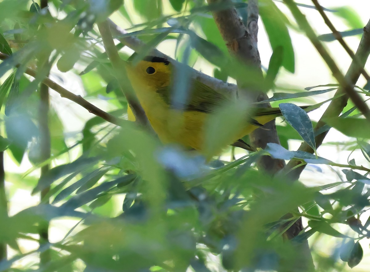 Wilson's Warbler - ML641274192