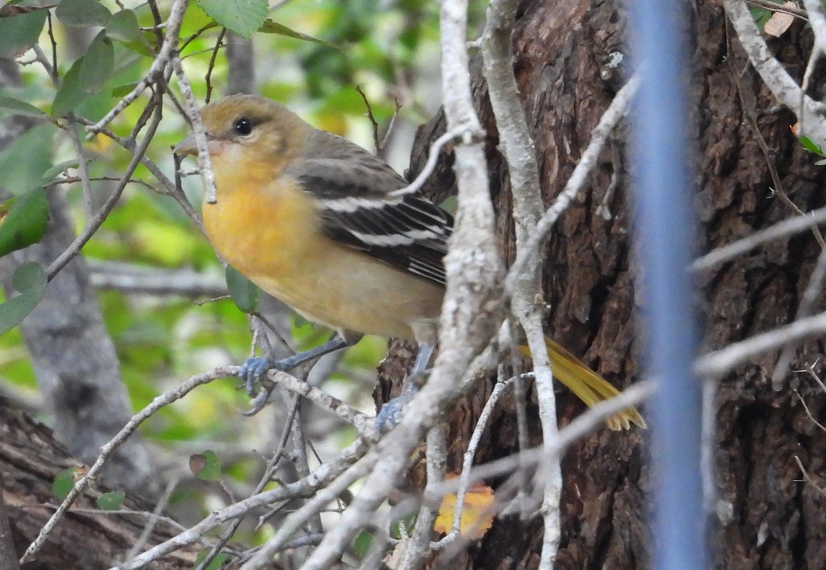 Bullock's Oriole - ML641274193