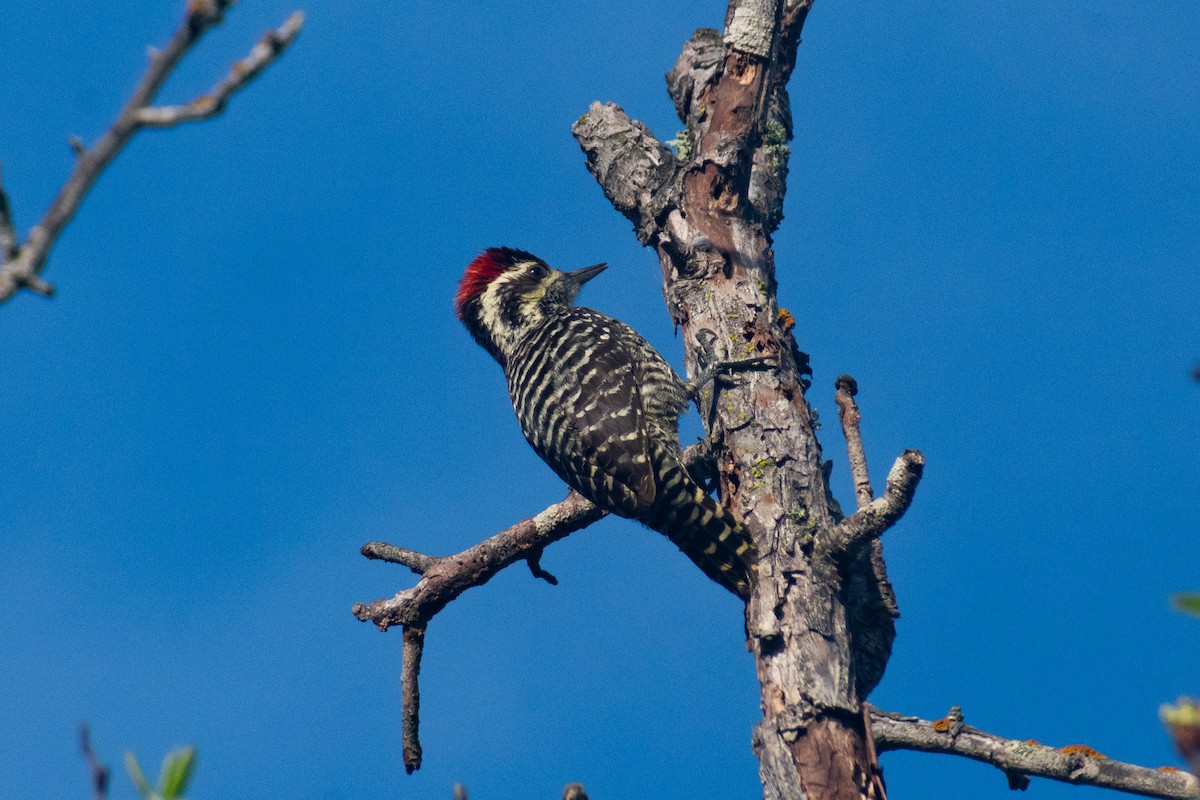 Striped Woodpecker - ML641274196