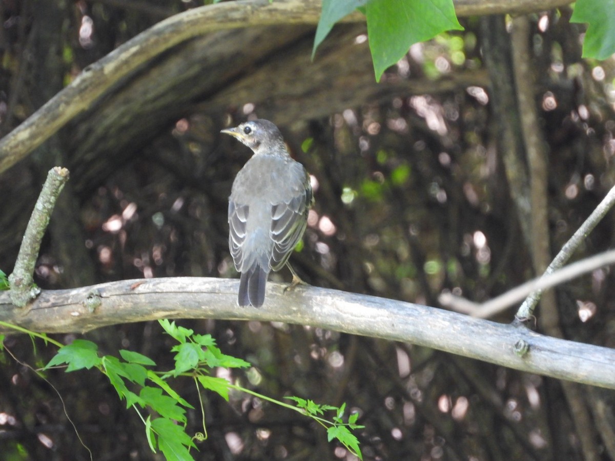 American Robin - ML641274197