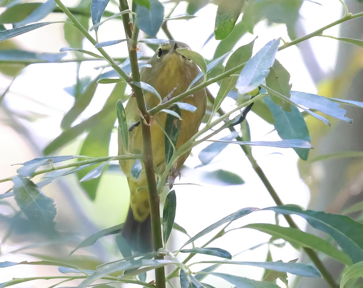 Orange-crowned Warbler - ML641274198