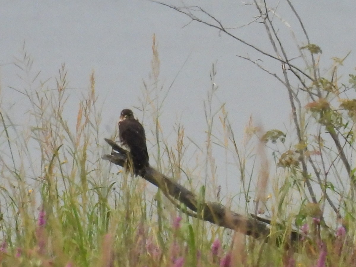 Merlin - ML641274202