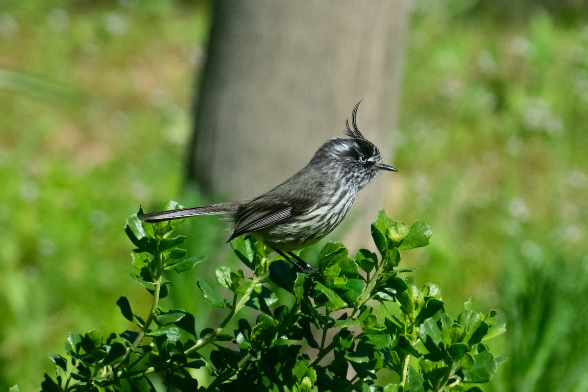 Tufted Tit-Tyrant - ML641274203