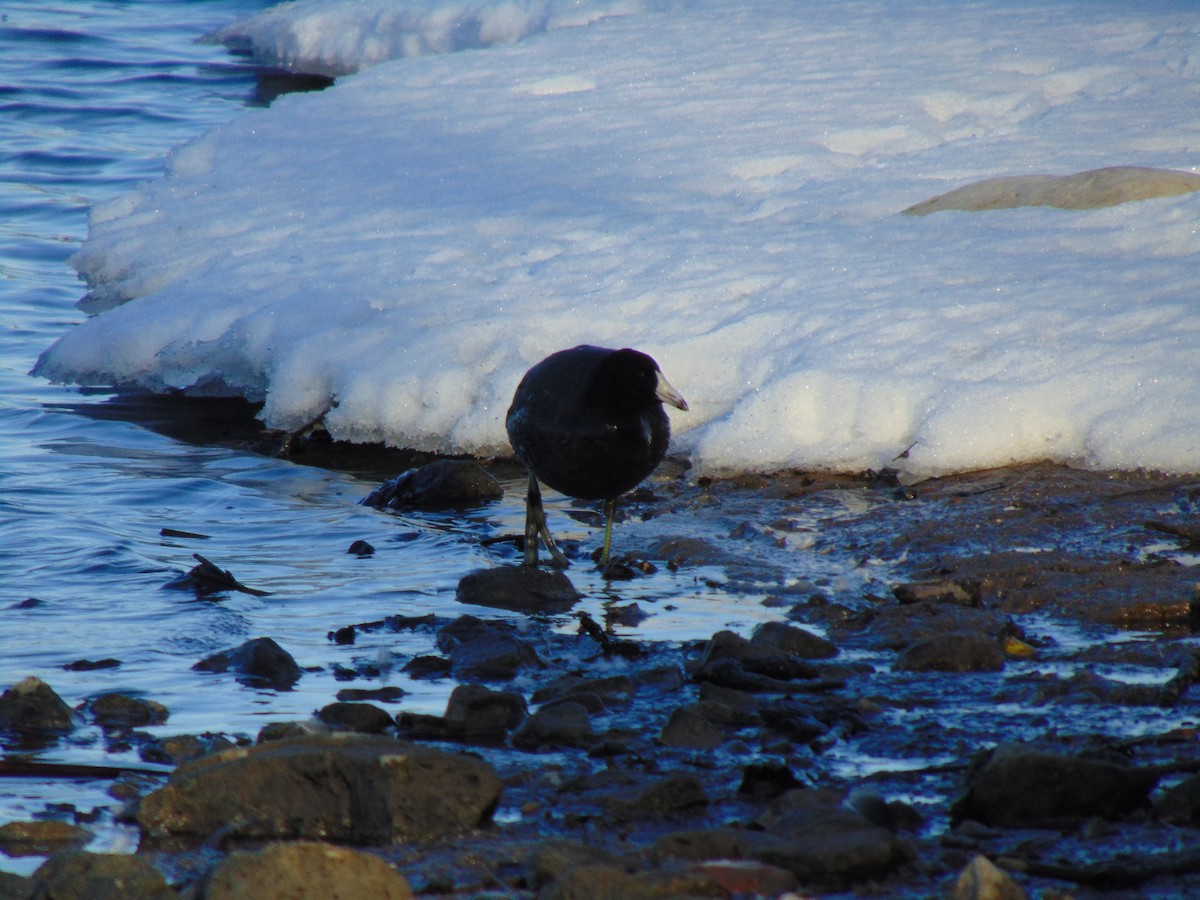 American Coot - ML641274204