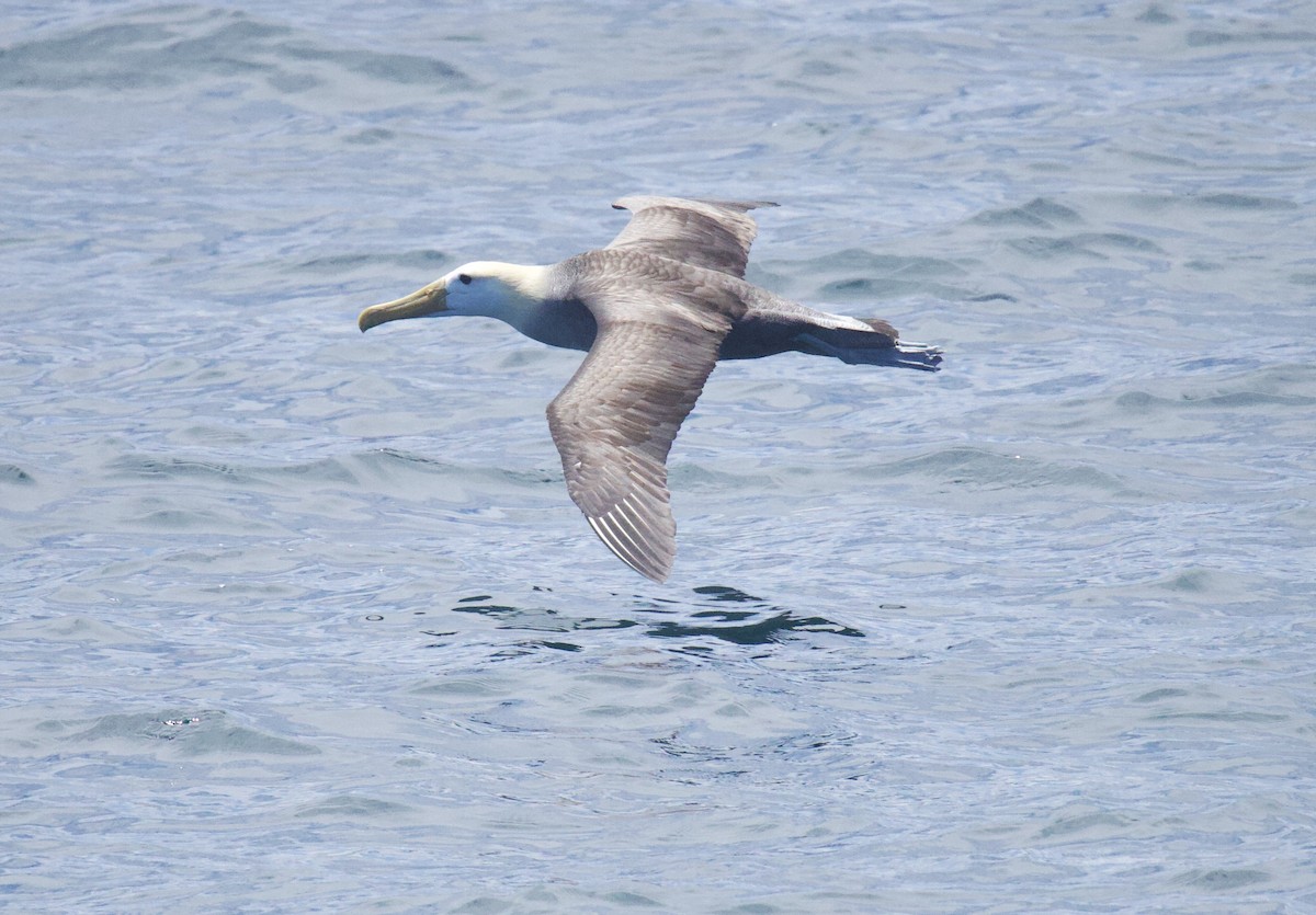 Waved Albatross - ML641274220