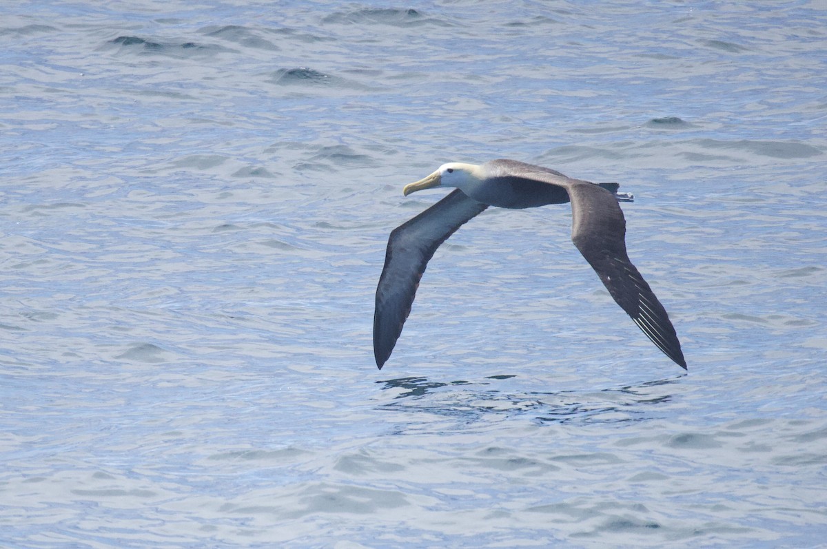 Waved Albatross - ML641274221