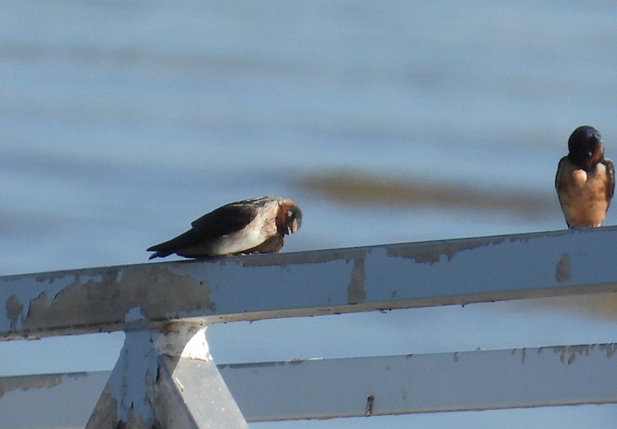 Cliff Swallow - ML641274223