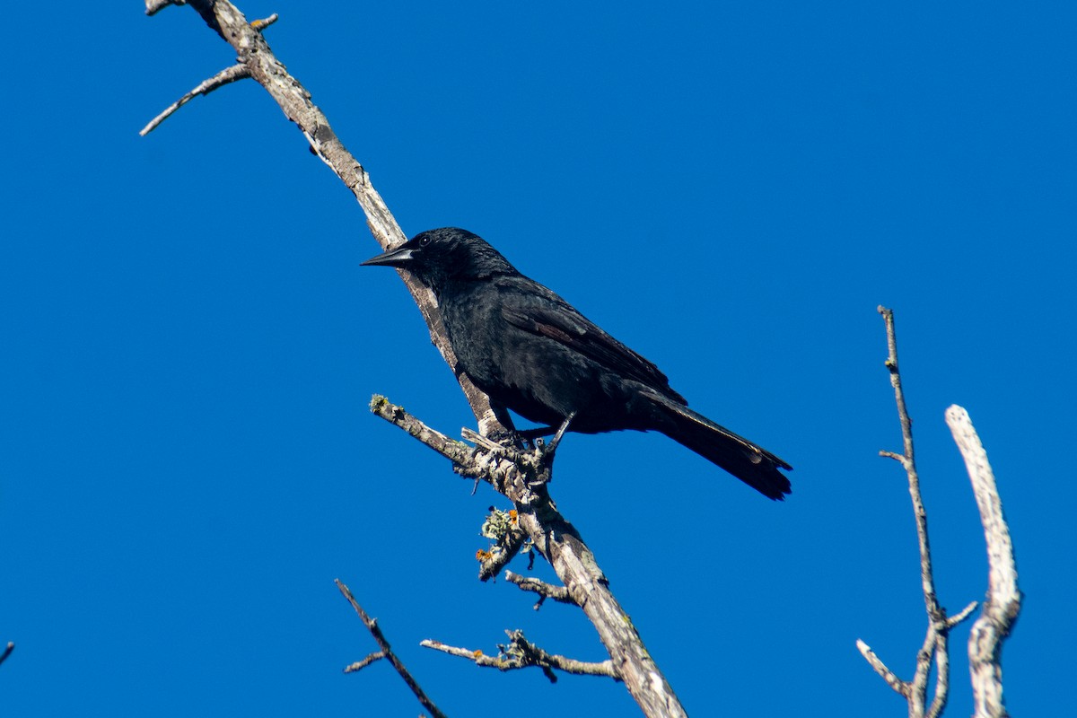 Austral Blackbird - ML641274226