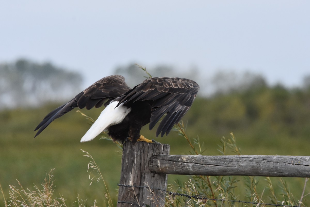 Bald Eagle - ML641274234