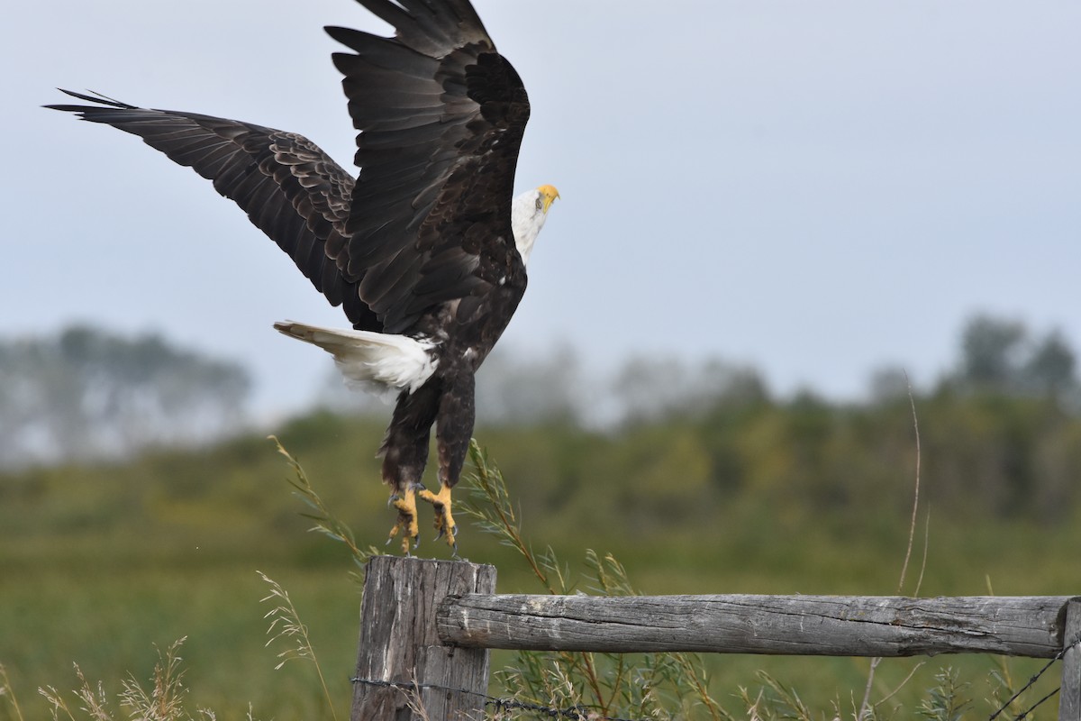 Bald Eagle - ML641274236